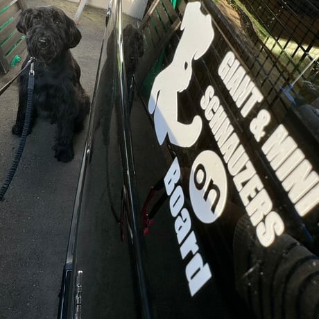 schnauzer on board シュナが乗ってますステッカー　車用ステッカー（文字だけが残るタイプです）