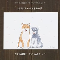 ao design x kyotobunguya〈オリジナルデザイン〉 オリジナル　ポストカード さくら満開・シバ and シュナ