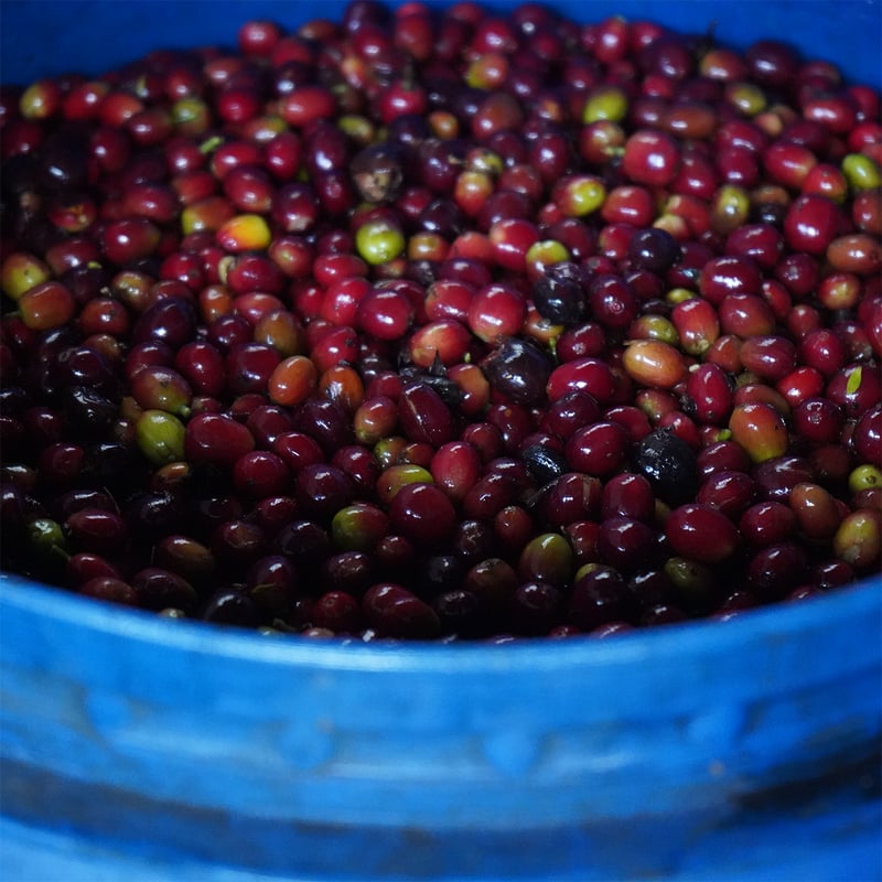 数量限定】FIRST CLASSドリップバッグ エルディビソ農園オンブリゴン