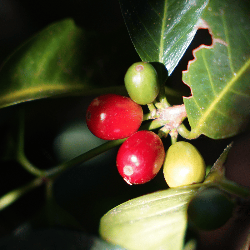 数量限定】100g パナマ エスメラルダ ゲイシャ“Lot:4NB” 浅煎り