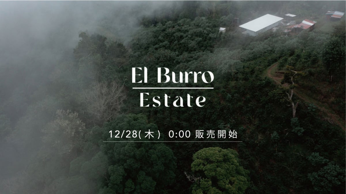 【KAZUTAKA TOI】生豆　合計14kg KAZUTAKA TOI】生豆 合計14kg KAZUTAKA TOI】生豆 合計14kg