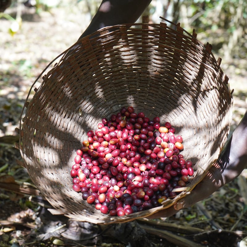 1kg エチオピア サカロ 完熟チェリープロジェクト Natural 浅煎り