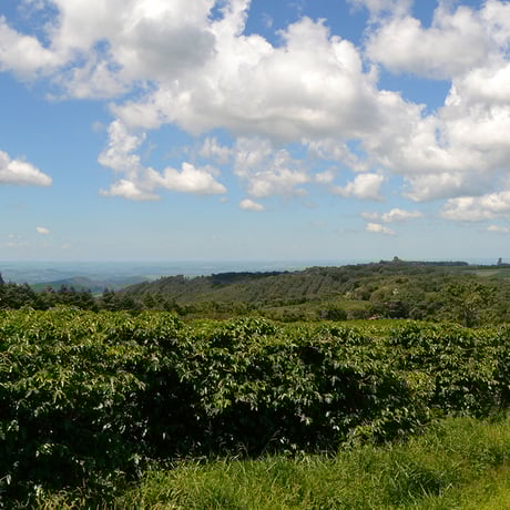 100g ブラジル カルモエステート 中深煎り