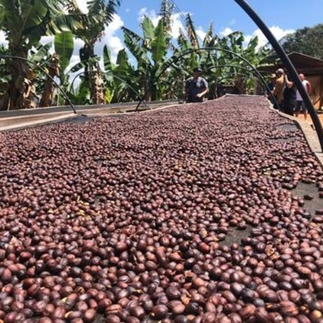 100g ブラジル カルモエステート 中深煎り