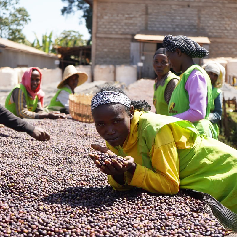 1kg エチオピア サカロ 完熟チェリープロジェクト Natural 浅煎り