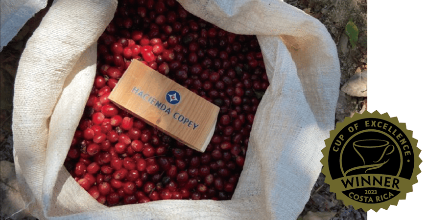 COE6位入賞。コスタリカのオークションロット登場。 | TAOCA COFFEE