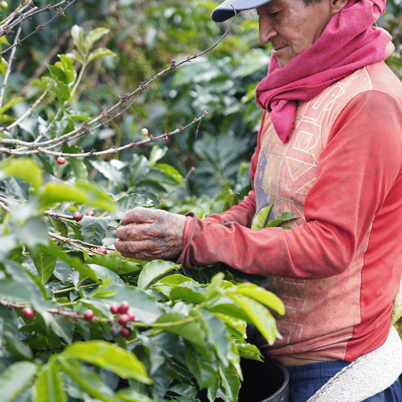 数量限定】100g コロンビア グランハパライソ92 C-01 Sudan Rume 浅煎