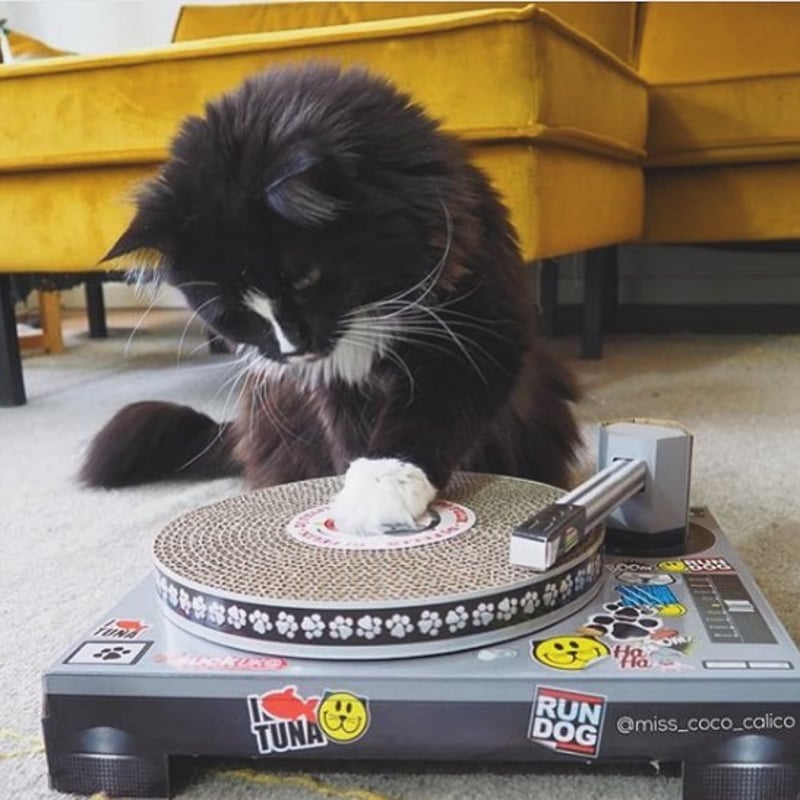 ぐでねこチャンチャーム　いちごギター×サングラストラネコ 2025.11.14 ボクもサッカー⚽️がんばったにゃ😺 #茶トラ #ココスタ