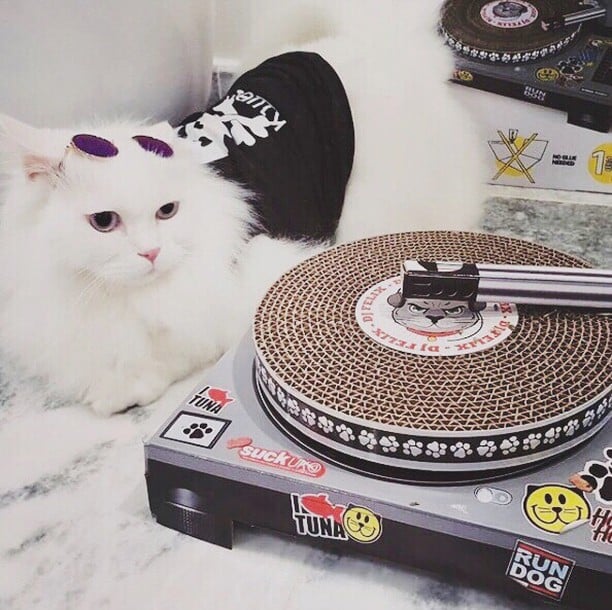 残1。子猫のプランター イギリス製 残1。子猫のプランター イギリス製