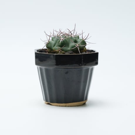 サボテン kota7ka Used 2007 Kawasaki Ninja® ZX™-14 | Motorcycles in Sacramento