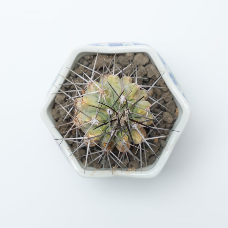 コピアポア・妖魔玉（秋霜玉） | PART-TIME NURSERY ONLINE STORE