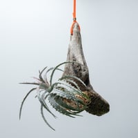 アガベ 笹の雪 フランシスアイボリー（細目の光錦） | PART-TIME