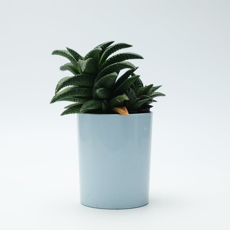 ハオルチア 鬼瓦 | PART-TIME NURSERY ONLINE STORE