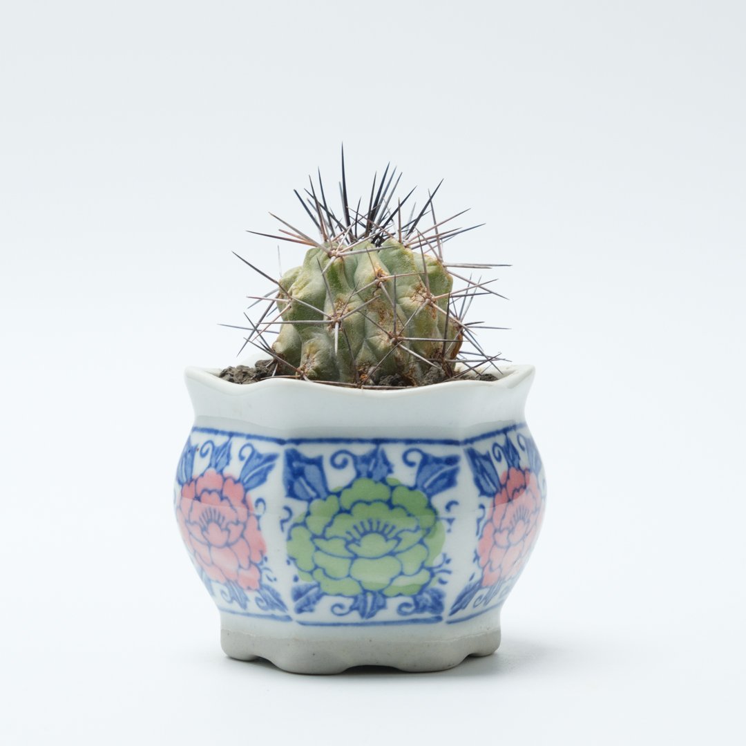 コピアポア・妖魔玉（秋霜玉） | PART-TIME NURSERY ONLINE STORE