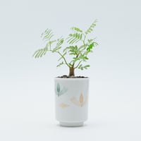 アガベ 笹の雪 フランシスアイボリー（細目の光錦） | PART-TIME