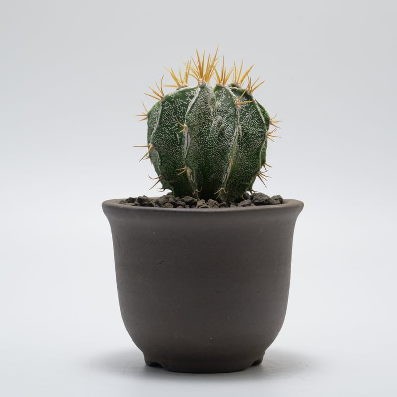 アストロフィツム・般若 | PART-TIME NURSERY ONLINE STORE