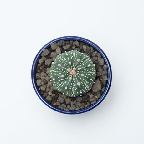 アストロフィツム兜丸 | STORES