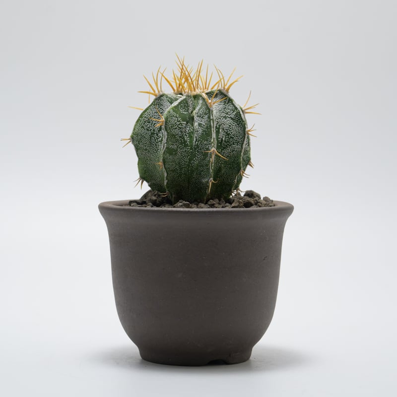 アストロフィツム・般若 | PART-TIME NURSERY ONLINE STORE アストロフィツム・般若 | PART-TIME NURSERY ONLINE STORE