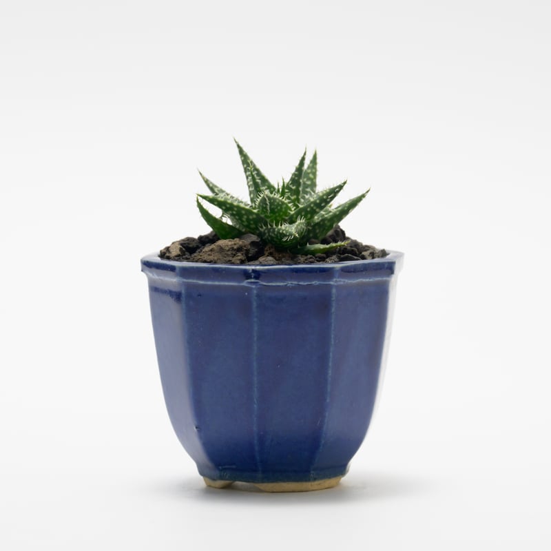 アロエ・ハオルチオイデス | PART-TIME NURSERY ONLINE STORE