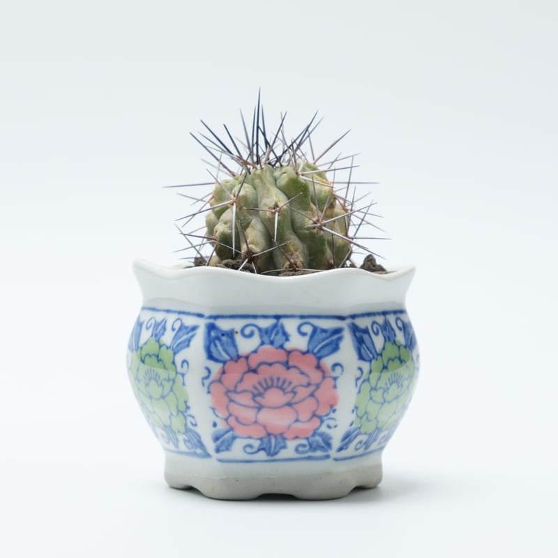 コピアポア・妖魔玉（秋霜玉） | PART-TIME NURSERY ONLINE STORE