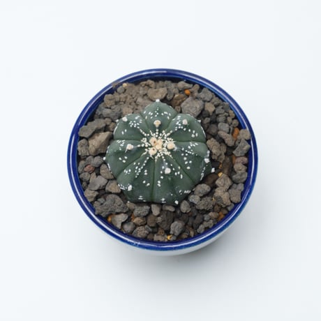 アストロフィツム兜丸 | STORES