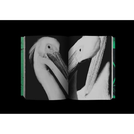 北川浩司写真集『Photography』（発行：AREA BOOKS）緑