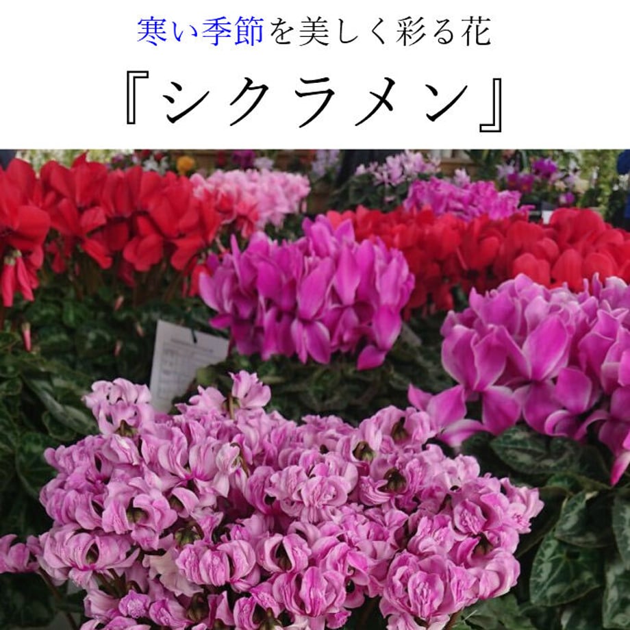 5fb4bfdef0b108531b869a6e