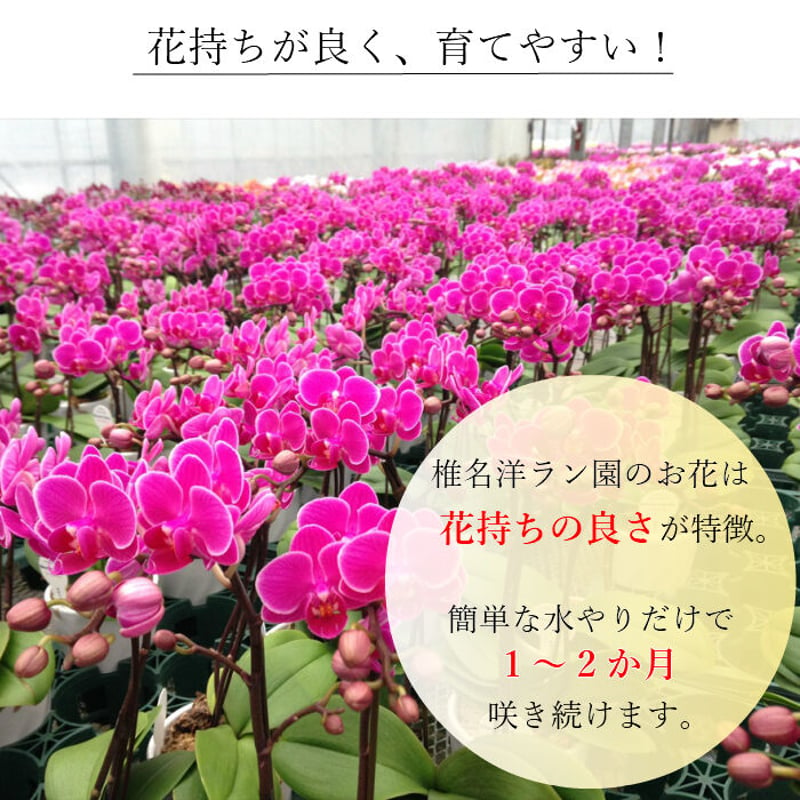 洋蘭 胡蝶蘭 ゴールドツリー 花芽２ - 植物/観葉植物