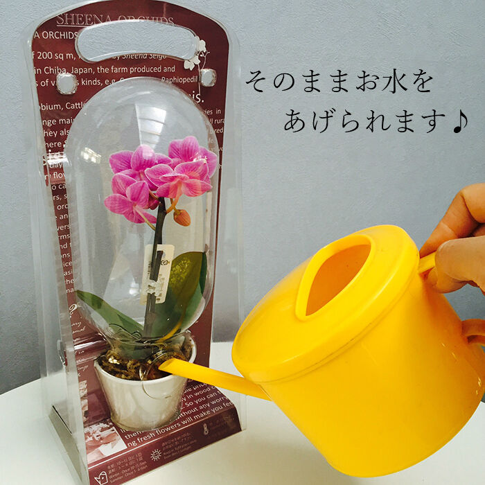 マイクロ胡蝶蘭 1本立 2.5号 『カプセル入り』 | Tokyo small gift