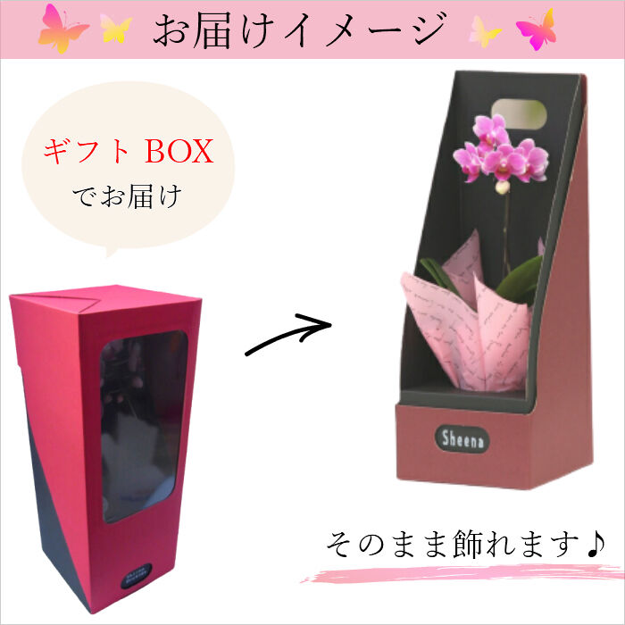 マイクロ胡蝶蘭シングル 2.5号 ピンク『2WAYギフトBOX入り』