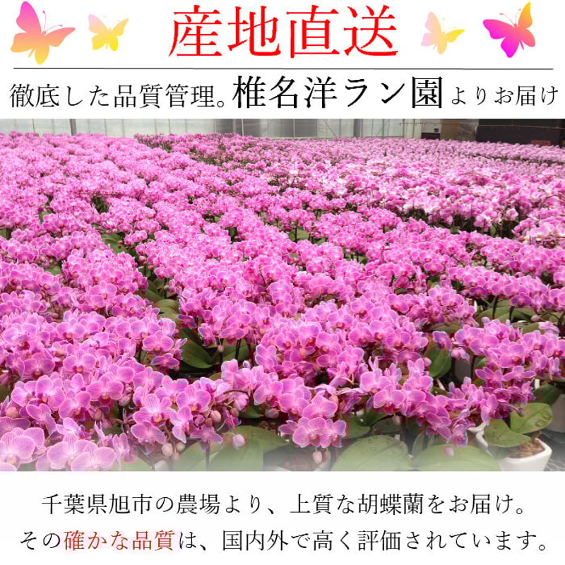 2Wayアンティーク紫陽花とベリースターチスの縦長ガーランド　スモークツリー 2Wayアンティーク紫陽花とベリースターチスの縦長ガーランド スモーク