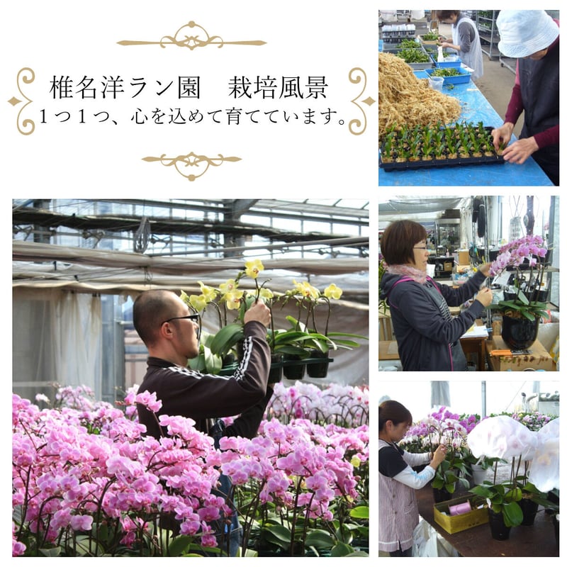 エコ鉢 【寄付つき】 胡蝶蘭の苗 シングル 2.5号 花芽2本付き | Tokyo