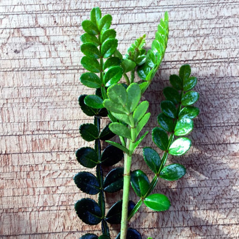 琉球山椒（ヒレザンショウ）の葉10g | 石垣島 oogomadara webshop