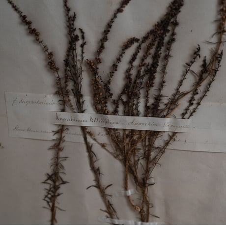 1850 年FRANCE 植物標本 Anarrhine à feuilles de pâquerette   アナリヌム