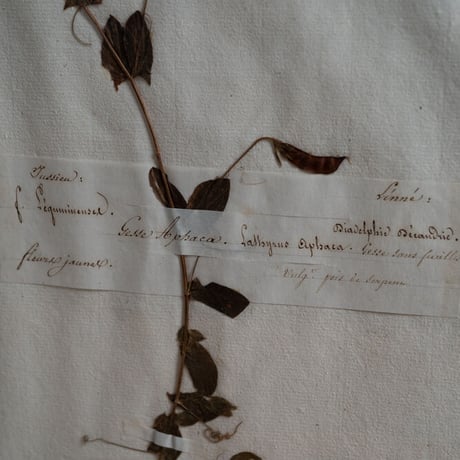 1850 年FRANCE 植物標本 Le gesse aphacaレンリソウ