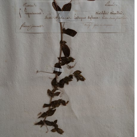 1850 年FRANCE 植物標本 Le gesse aphacaレンリソウ