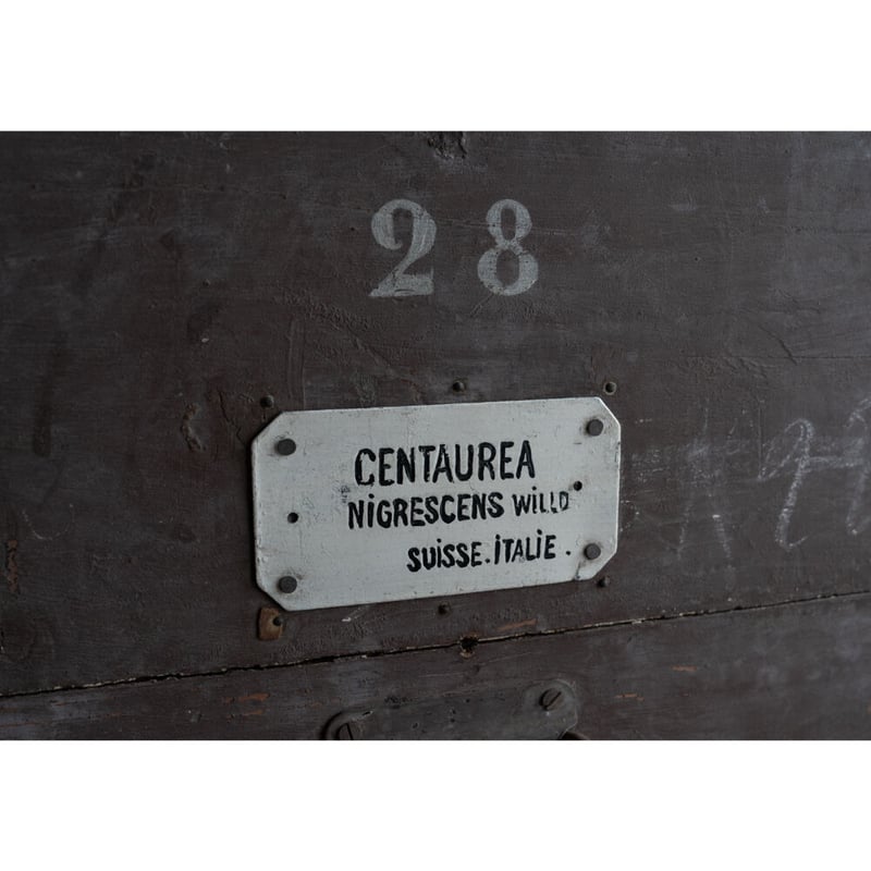19世紀・ハーブ薬局の保存と運搬用の木箱・No28 | BOLT antique 19世紀・ハーブ薬局の保存と運搬用の木箱・No28 | BOLT antique
