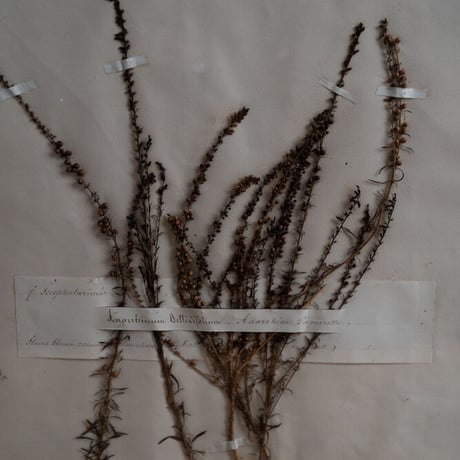 1850 年FRANCE 植物標本 Anarrhine à feuilles de pâquerette   アナリヌム