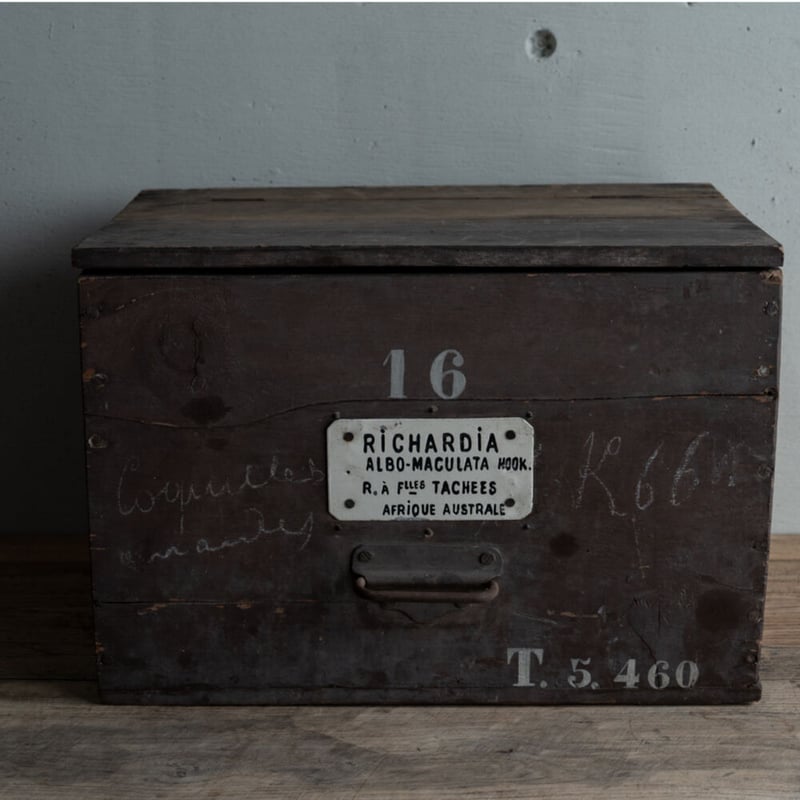 19世紀・ハーブ薬局の保存と運搬用の木箱・No16 | BOLT antique