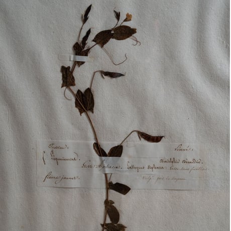 1850 年FRANCE 植物標本 Le gesse aphacaレンリソウ