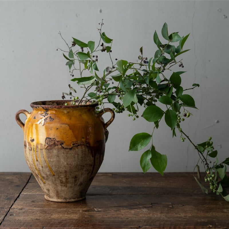 モンキーポッド　3枚 園芸ネット本店｜ビオラ：モンキージョージ3号ポット の通販【公式】