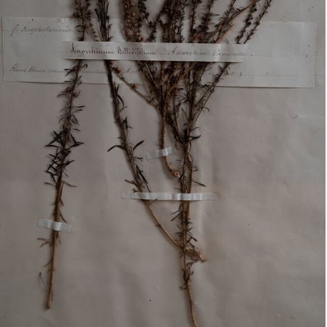 1850 年FRANCE 植物標本 Anarrhine à feuilles de pâquerette   アナリヌム