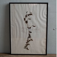1850 年FRANCE 植物標本 Le gesse aphacaレンリソウ