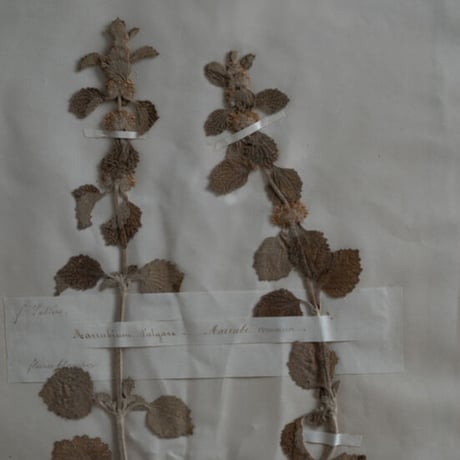 1851 年FRANCE 植物標本 marrube blanc ホワイトホアハウンド