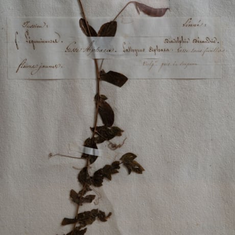 1850 年FRANCE 植物標本 Le gesse aphacaレンリソウ