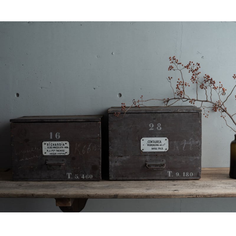 19世紀・ハーブ薬局の保存と運搬用の木箱・No16 | BOLT antique