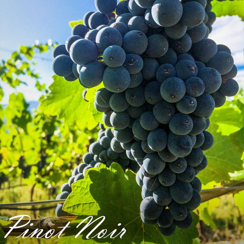 記念日 御祝 ワイン ギフト 【本数限定】 高級 赤ワイン ギフト