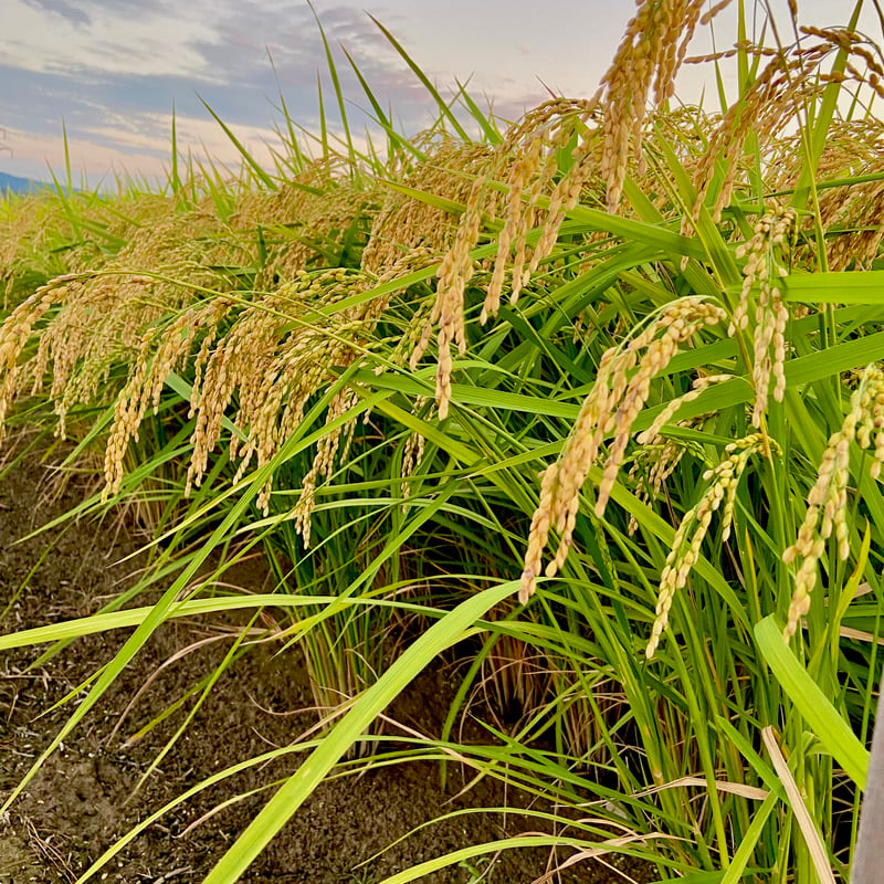 農薬化学肥料除草剤不使用【石川県産コシヒカリ「金穂波」令和7年産