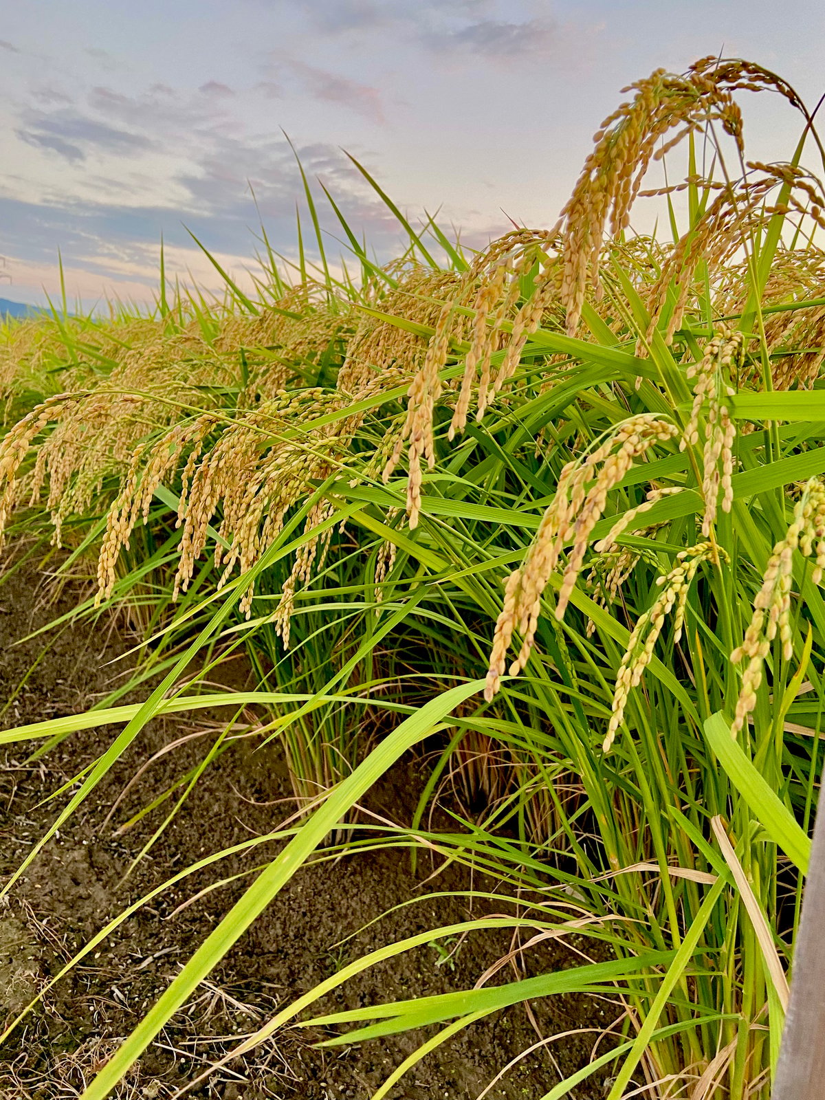 農薬化学肥料除草剤不使用【石川県産コシヒカリ「金穂波」令和7年産