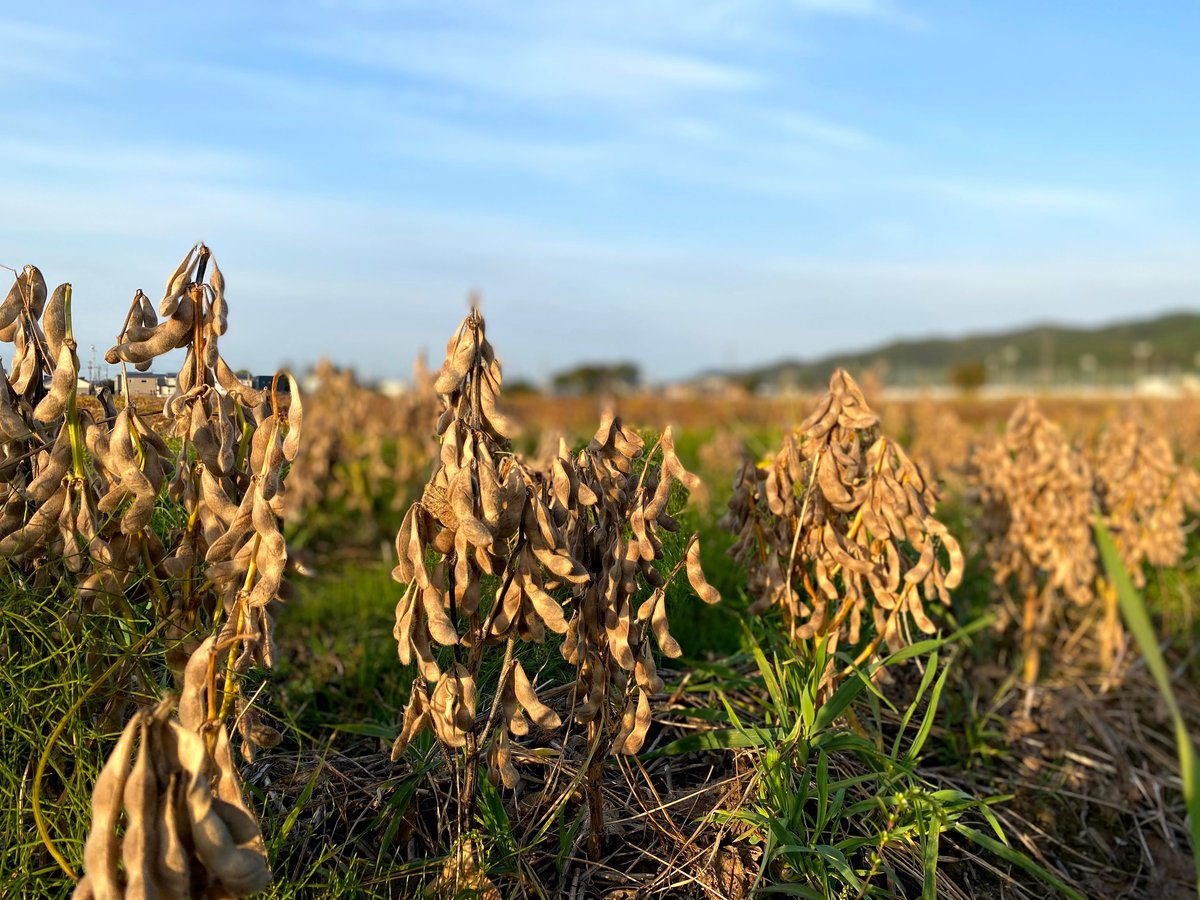 石川県産特別栽培「いのくち大豆」R6年産】品種：里のほほえみ(600g